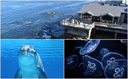 Monterey Bay Aquarium, la atracción marina imperdible de California 
