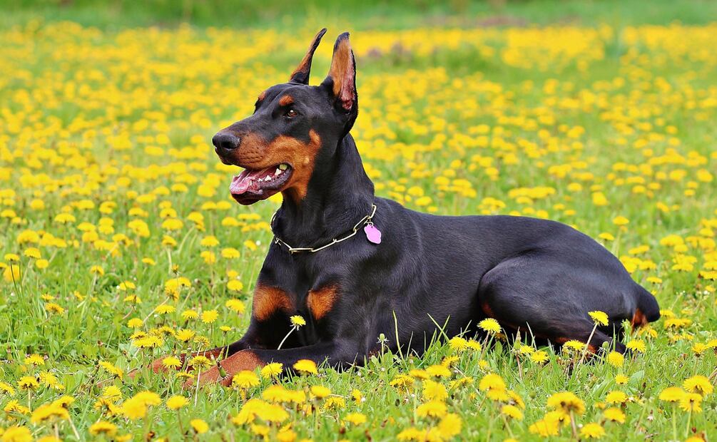 Día Mundial del Perro. Estas son las mejores razas de perros guardianes. Foto: Canva