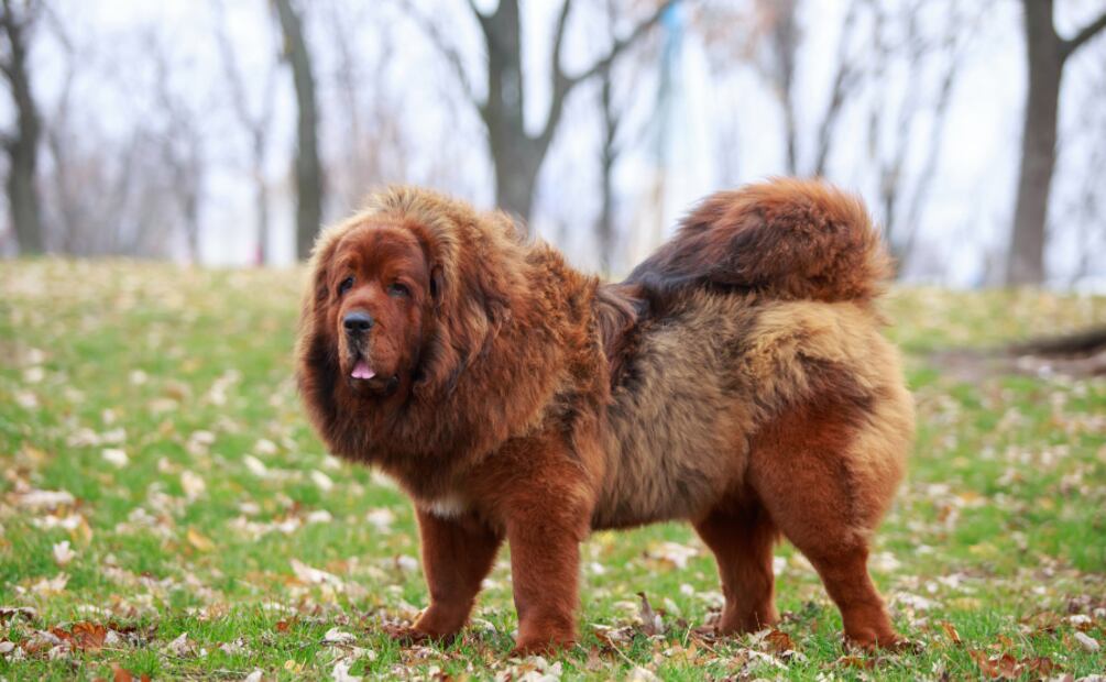 Día Mundial del Perro. Estas son las mejores razas de perros guardianes. Foto: Canva