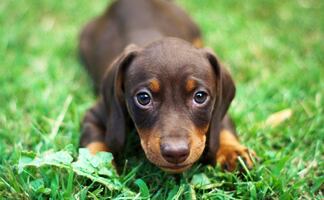 10 razas de perros que no necesitan mucho espacio en casa 