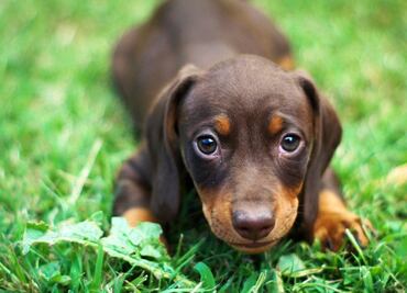 10 razas de perros que no necesitan mucho espacio en casa