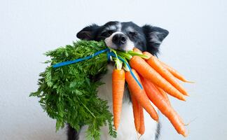 No le des golosinas; experto dice que las verduras son el mejor premio para tu perro