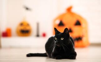 Día del Gato Negro. ¿Cuál es el origen de la mala reputación de estos felinos y su relación con Halloween?