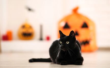 Día del Gato Negro. ¿Cuál es el origen de la mala reputación de estos felinos y su relación con Halloween?