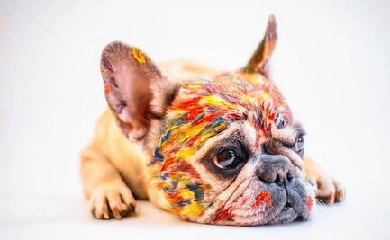 ¿Podría el bulldog francés convertirse en el perro favorito de Estados Unidos?