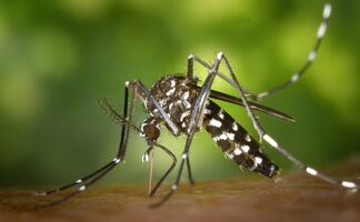 Florida en alerta ante mosquito que puede transmitir virus de la encefalitis
