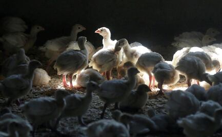 Aumenta temor por brote de gripe aviar en granjas de Estados Unidos