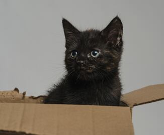 Gato viaja por error más de 800 kilómetros a instalaciones de Amazon en paquete devuelto