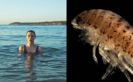 ‘Piojos de mar’ causan alarma en Nueva Jersey; ¿qué son?