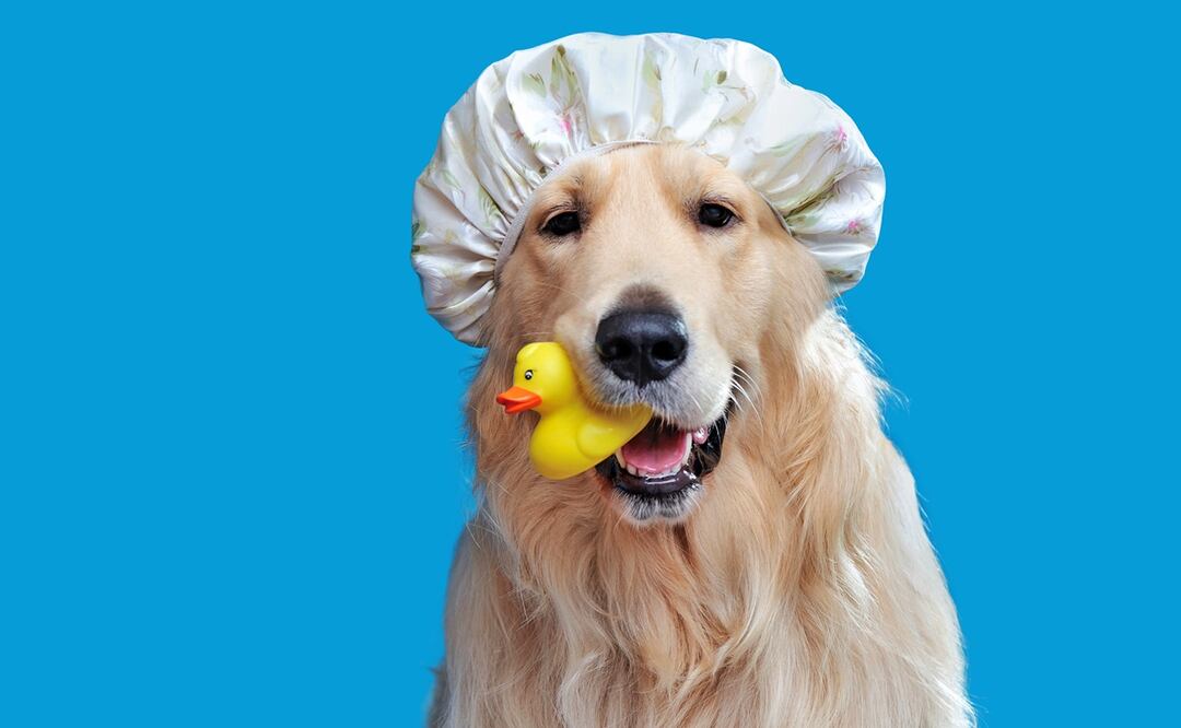 ¿Con qué frecuencia debes bañar a tu perro? Esto dicen los expertos. Foto: iStock-Tatyana Kalmatsuy