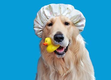 ¿Con qué frecuencia debes bañar a tu perro? Esto dicen los expertos