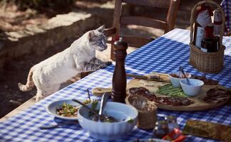 Alimentos que no deben comer los gatos, según los especialistas 