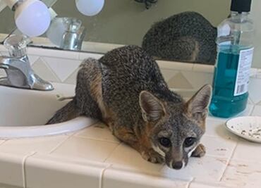 Zorro entra a casa de San Diego y duerme en el baño