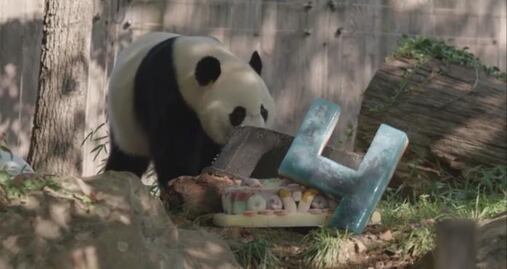 Video. Panda festeja su cumpleaños en zoológico de Washington DC