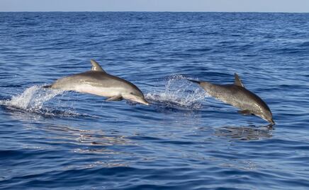 Captan a una manada de más de mil delfines en las costas de California