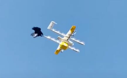 Video. Cuervo ataca a dron repartidor de café en Australia