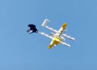 Video. Cuervo ataca a dron repartidor de café en Australia