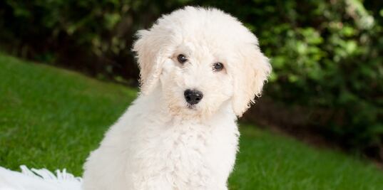 Las razas de perros que provocan menos alergias