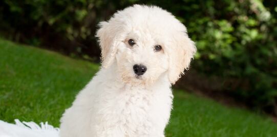 Las razas de perros que provocan menos alergias