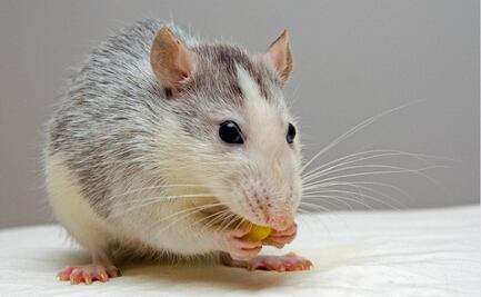 Implantan "minicerebros" derivados de células humanas a ratas recién nacidas