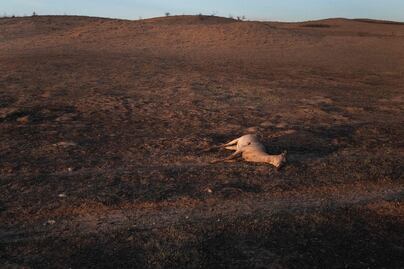Más de 3,600 cabezas de ganado han muerto por devastadores incendios en Texas