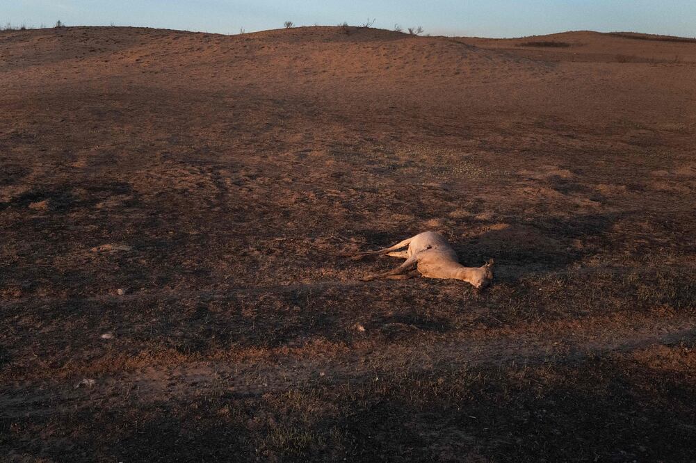 Miles de cabezas de ganado han muerto por incendios que siguen ardiendo en Texas . Scott Olson/Getty Images/AFP