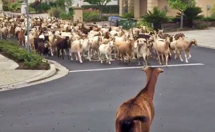 Video. Cientos de cabras invaden calles de California durante cuarentena