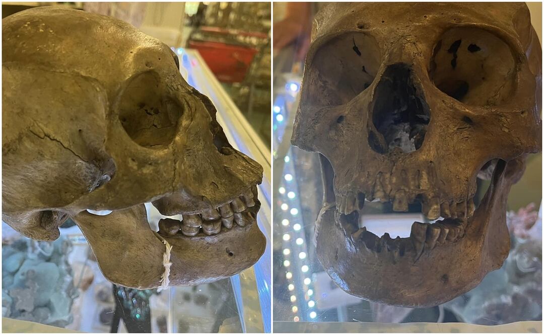 Antropólogo descubre cráneo humano en tienda de Florida. Foto: Lee County Sheriff’s Office