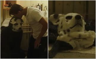 Good Boy: ¿Cuándo se estrena y clasificación en México de la película de terror noruega de un hombre y su 'perro'?