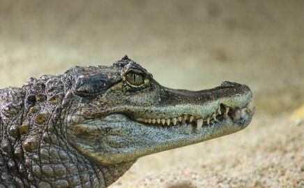Caimán hiere de gravedad a un hombre en parque de Florida