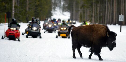 ¿Qué hacer en Yellowstone durante el invierno?