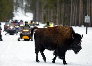 ¿Qué hacer en Yellowstone durante el invierno?