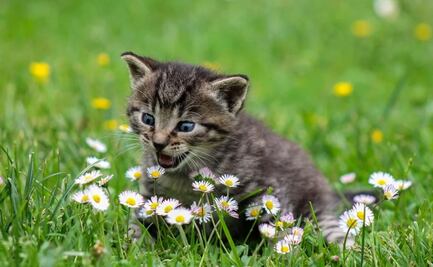 Residente de Florida mata a su vecino tras pelea por gato que entró a su casa