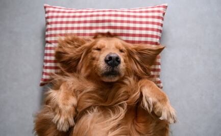 ¿Tu perro sueña contigo? Investigadores del MIT detallan el sueño canino