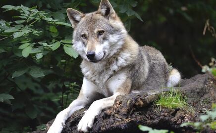 Escapa manada de lobos en horario de apertura de un zoológico