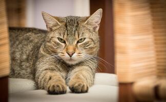 ¿Cómo entender el comportamiento de tu gato?