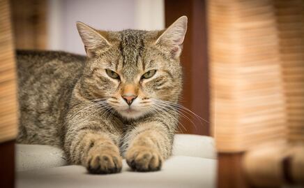 ¿Cómo entender el comportamiento de tu gato?