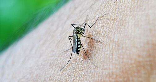 Alertan por mosquito que transmite virus mortal en Florida