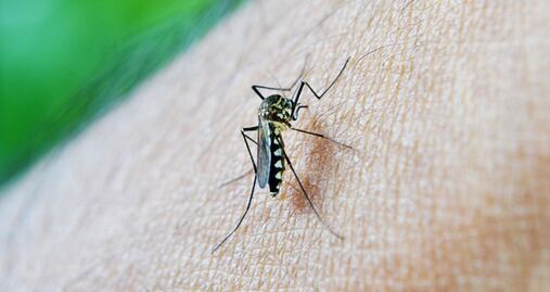 Alertan por mosquito que transmite virus mortal en Florida