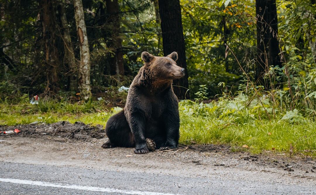 Policía mata a oso pardo por atacar a niño en Nueva York. Foto: iSTOCK/Wirestock