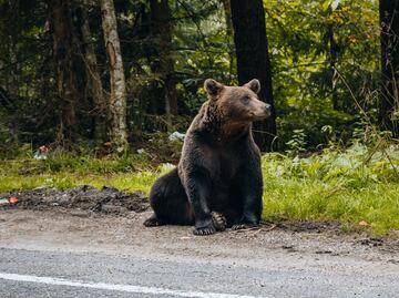 Policía mata a oso pardo que atacó a niño en Nueva York