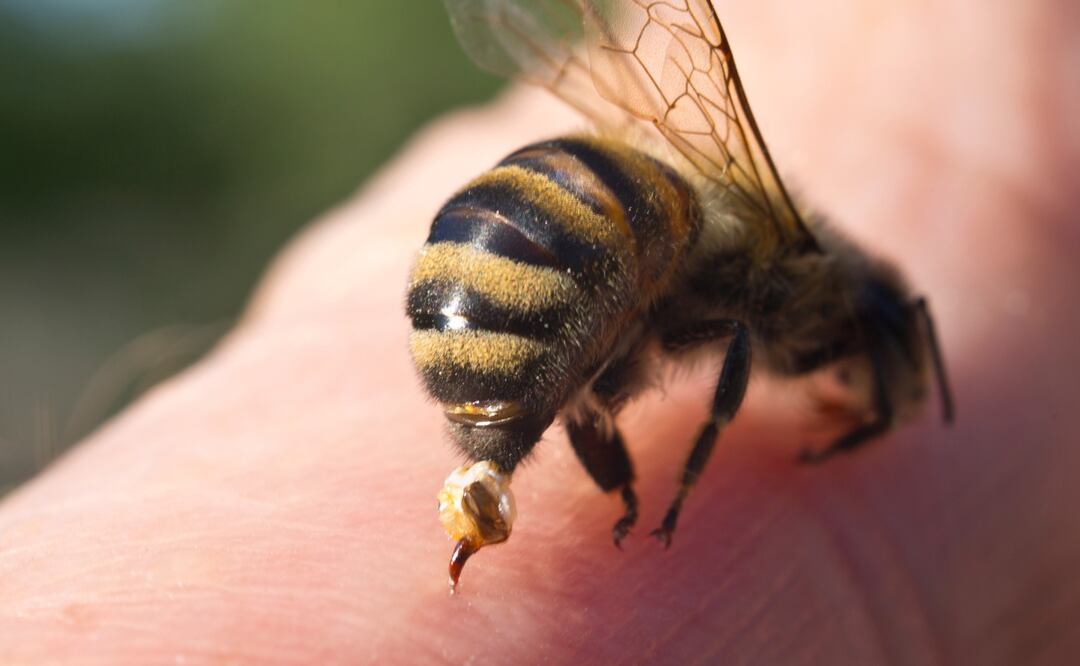 En México mueren más por picadura de abeja que por serpiente: UNAM revela cifras y alerta médica. Foto Canva