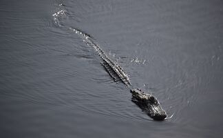 Mujer de 74 años salva a su perro arrojándose sobre un caimán