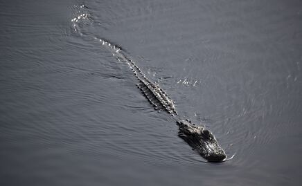 Mujer de 74 años salva a su perro arrojándose sobre un caimán