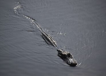 Tragedia en Florida: caimán mata a mujer tras volcar su canoa en el lago Kissimmee