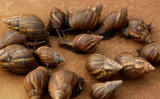 ¡Alerta en Florida! Caracoles gigantes africanos invaden condado; imponen cuarentena