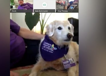 Perros de terapia hacen visitas virtuales a pacientes en hospital de California