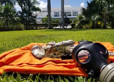 Activistas dejan peces muertos en Alcaldía de Miami en protesta por polución