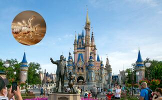 ¿Brote de piojos en Disney? Así detectan niños con piojos en Disney World