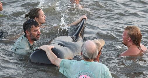 Turistas y locales ayudan a salvar ballenas varadas en Georgia